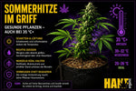 Cannabis im Hochsommer: Hitze, Trockenstress und Schädlinge vermeiden