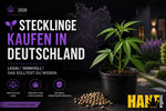 Stecklinge kaufen in Deutschland: legal, sinnvoll, worauf achten