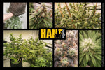 Strawberry Guava Hanfstecklinge von Bloom Seed Co