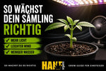 Der ultimative Guide zur Cannabis-Anzucht