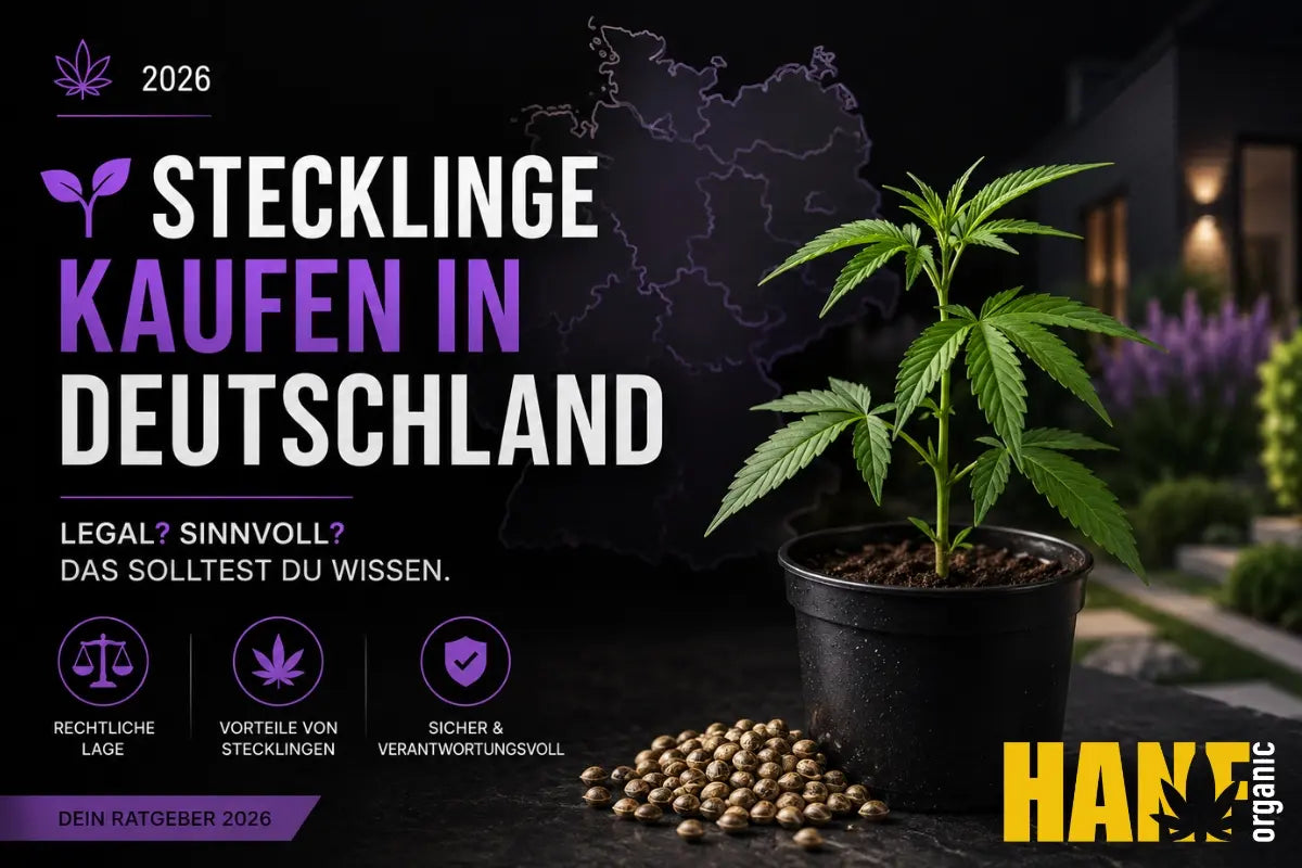 Stecklinge kaufen in Deutschland: legal, sinnvoll, worauf achten?