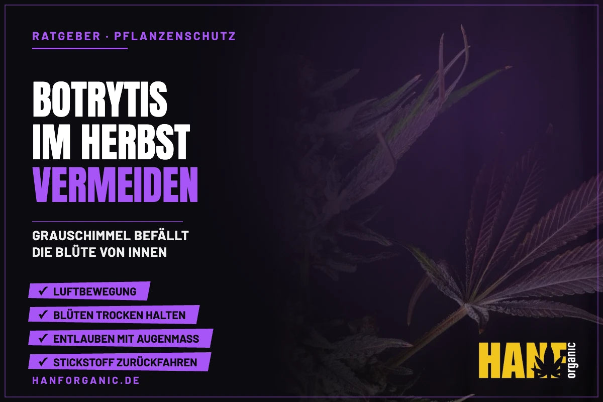 Botrytis im Herbst: Schimmel an Blüten vermeiden
