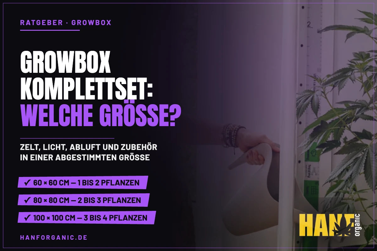 Growbox Komplettset: welche Größe passt zu wie vielen Pflanzen?
