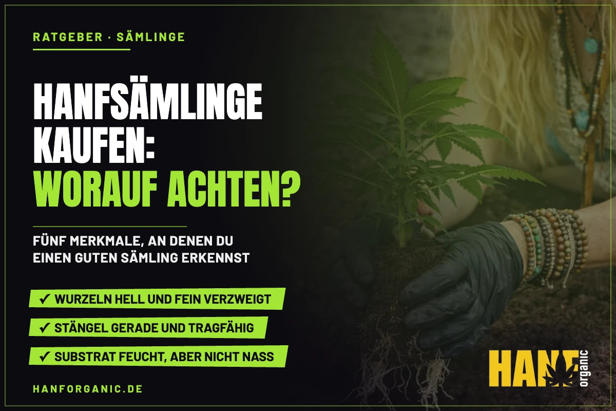 Hanfsämlinge kaufen: worauf du bei jungen Pflanzen achten solltest