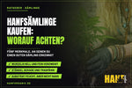 Hanfsämlinge kaufen: worauf du bei jungen Pflanzen achten solltest