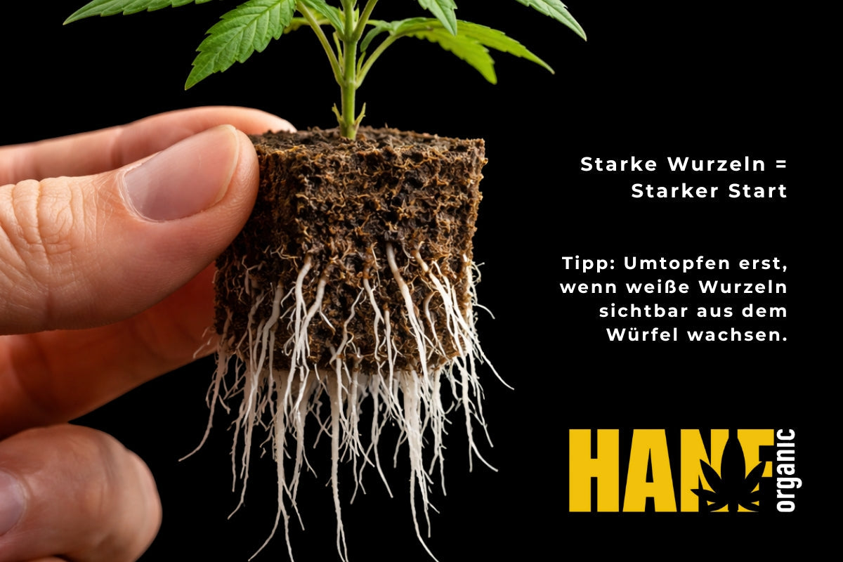 Hanfstecklinge & Hanfpflanzen richtig umtopfen