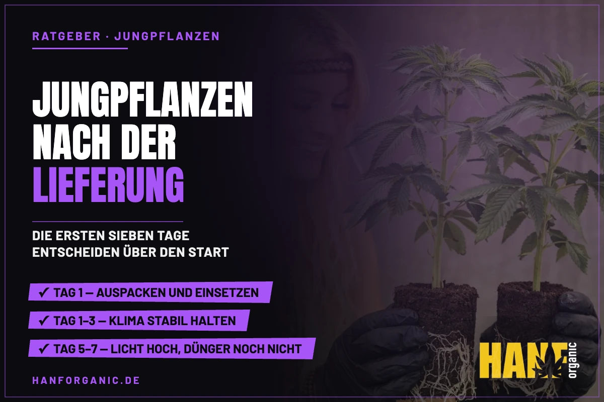 Jungpflanzen nach der Lieferung: die ersten sieben Tage