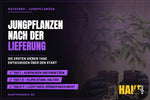 Jungpflanzen nach der Lieferung: die ersten sieben Tage