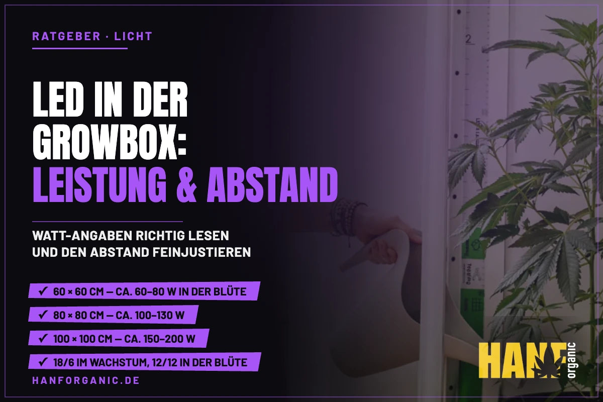 LED in der Growbox: Leistung, Abstand und Lichtstunden