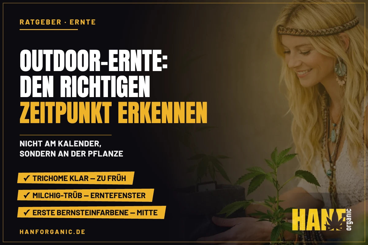 Outdoor-Ernte: den richtigen Zeitpunkt erkennen