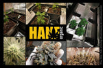 Platinum Jelly Hanfstecklinge von In House Genetics