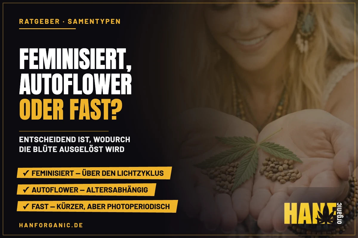 Feminisiert, Autoflower oder Fastflowering: welcher Samentyp passt zu deinem Grow?