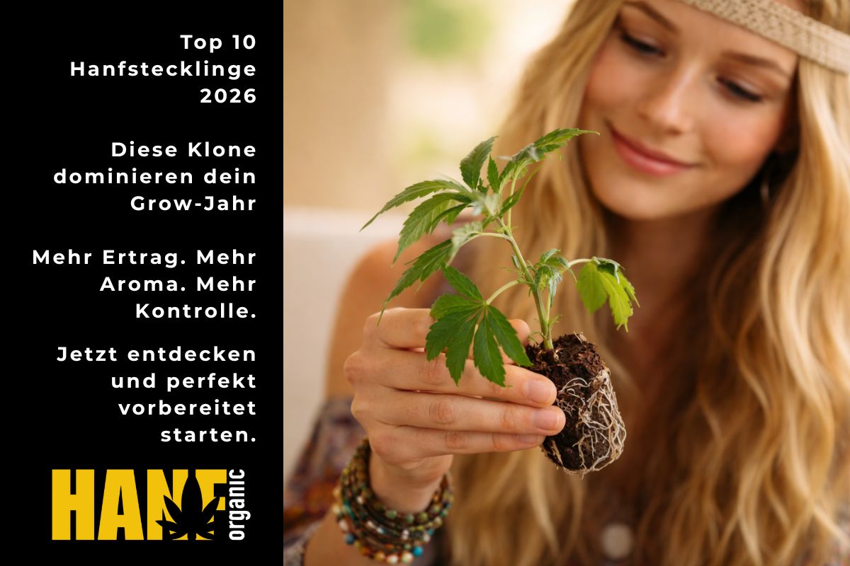 Top 10 Hanfstecklinge 2026