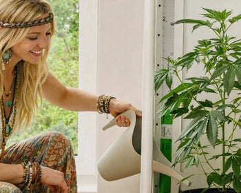 Growshop mit hochwertigem Zubehör für Indoor und Outdoor Grow