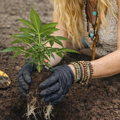 Gesunde Hanfsämlinge für einen starken Start in den Anbau