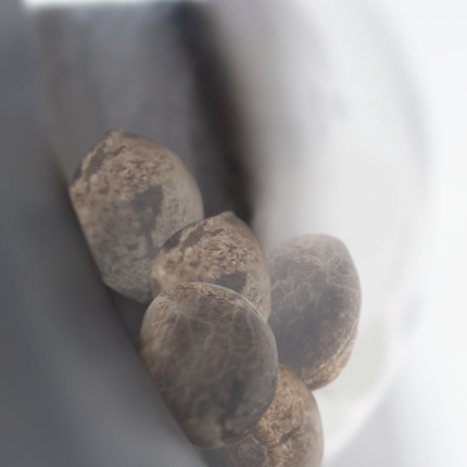 Tezla OG feminisiert von Sensi Seeds – Pflanze