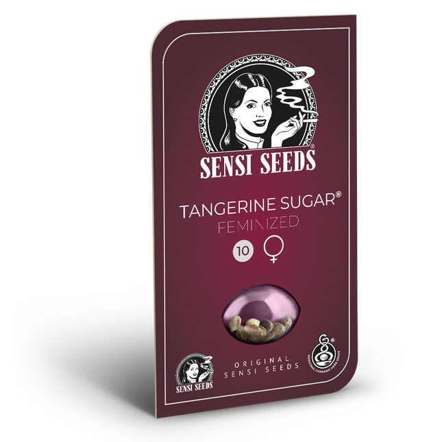 Tangerine Sugar feminisiert von Sensi Seeds – Blüte