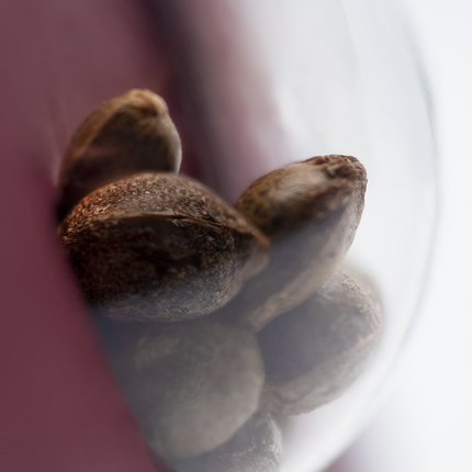 Tangerine Sugar feminisiert von Sensi Seeds – Pflanze