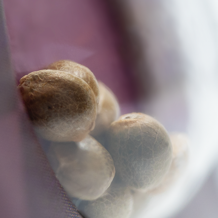 Sweet Cherry Kush feminisiert von Sensi Seeds – Pflanze