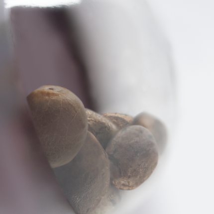 Sensi Amnesia feminisiert von Sensi Seeds – Pflanze