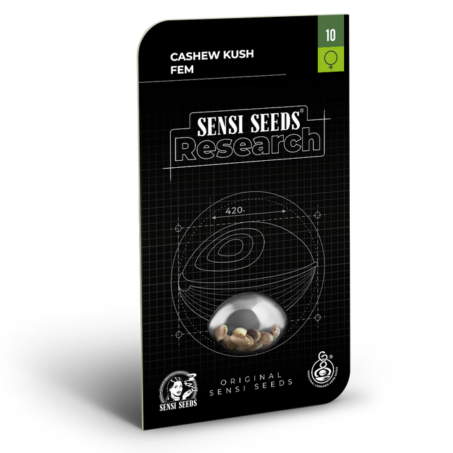Cashew Kush feminisiert von Sensi Seeds – Blüte