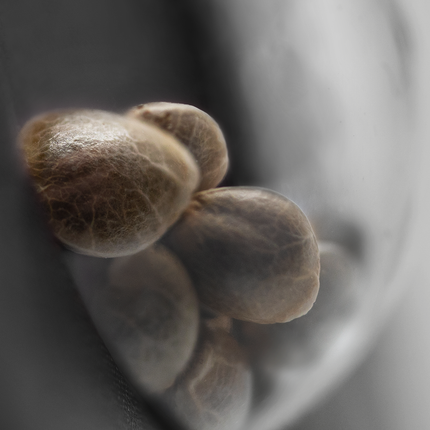 Cashew Kush feminisiert von Sensi Seeds – Pflanze