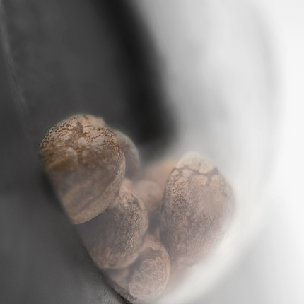 Pumpkin Spice feminisiert von Sensi Seeds – Pflanze