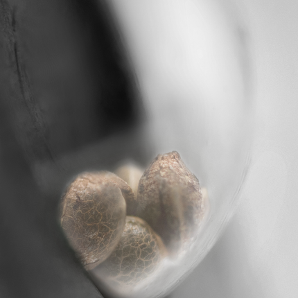 Aloha OG feminisiert von Sensi Seeds – Pflanze