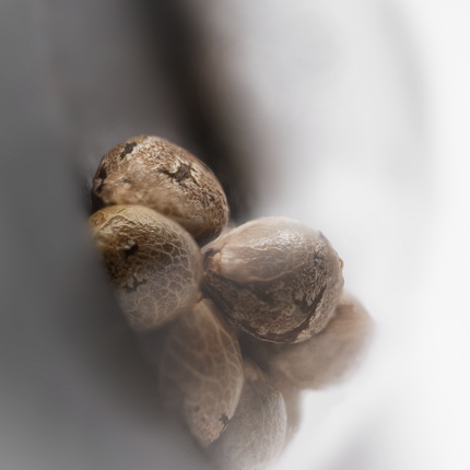 Screwdriver OG feminisiert von Sensi Seeds – Pflanze