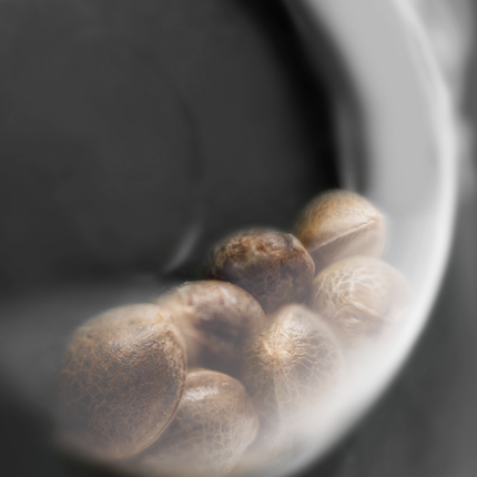 Honey Melon Kush feminisiert von Sensi Seeds – Pflanze