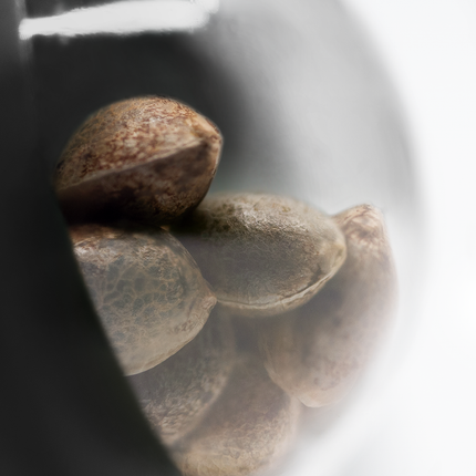 Lockdown Kush feminisiert von Sensi Seeds – Pflanze