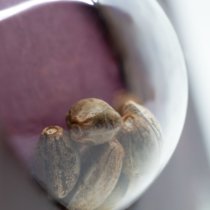 Sensi Skunk feminisiert von Sensi Seeds – Pflanze