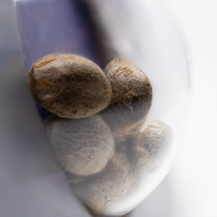 Sensi Skunk Autoflower von Sensi Seeds – Pflanze