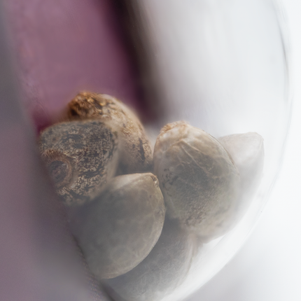 California Indica feminisiert von Sensi Seeds – Pflanze