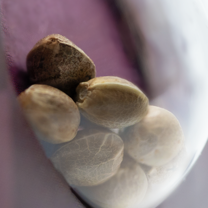Michka feminisiert von Sensi Seeds – Pflanze
