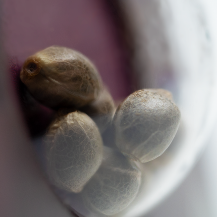 Early Skunk feminisiert von Sensi Seeds – Pflanze