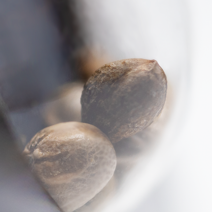 Early Skunk Autoflower von Sensi Seeds – Pflanze