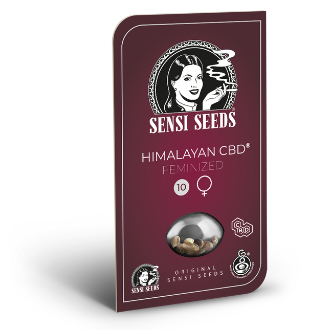 Himalayan CBD (CBD-Sorte) von Sensi Seeds – Blüte