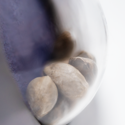 Northern Lights Autoflower von Sensi Seeds – Pflanze