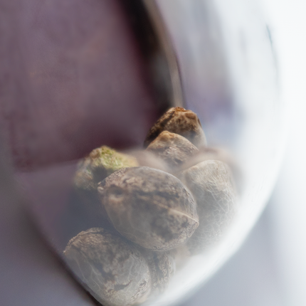 Afghani #1 feminisiert von Sensi Seeds – Pflanze