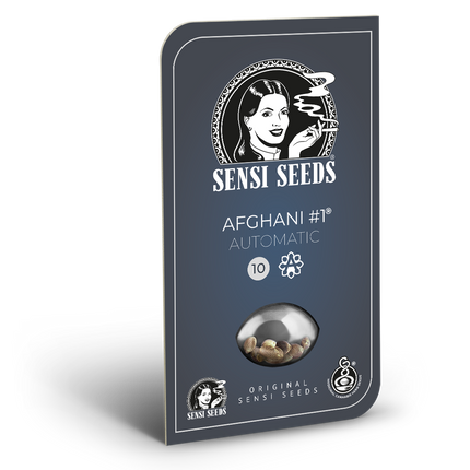 Afghani #1 Autoflower von Sensi Seeds – Blüte