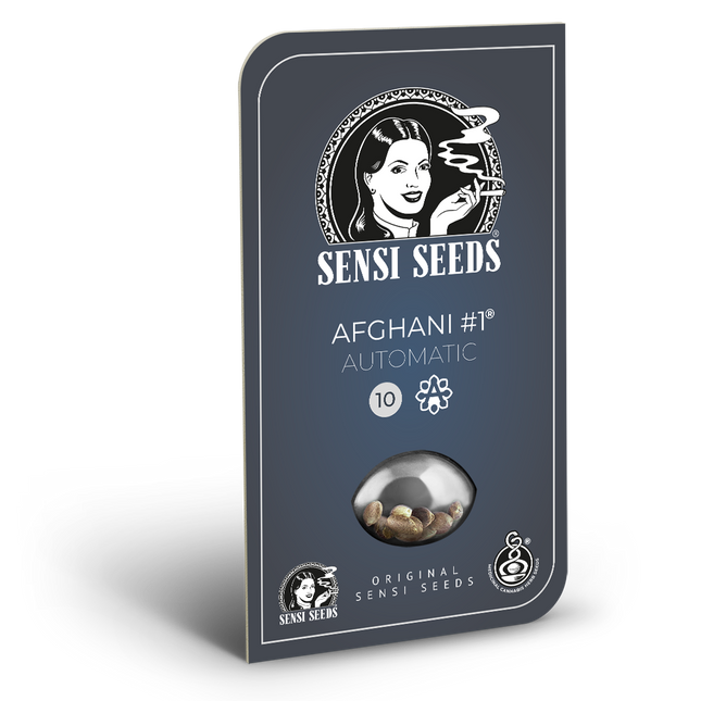 Afghani #1 Autoflower von Sensi Seeds – Blüte