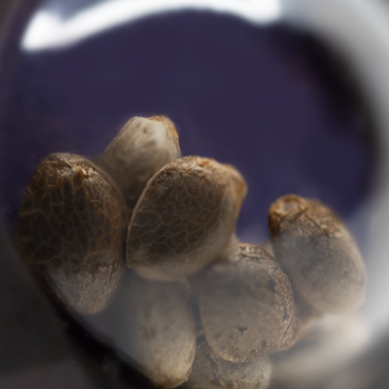 Afghani #1 Autoflower von Sensi Seeds – Pflanze