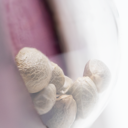 Jamaican Pearl feminisiert von Sensi Seeds – Pflanze