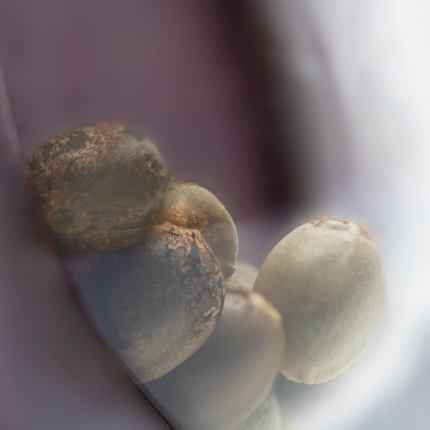 Durban feminisiert von Sensi Seeds – Pflanze