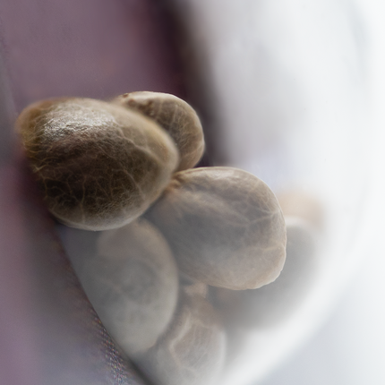 Shiva Skunk feminisiert von Sensi Seeds – Pflanze