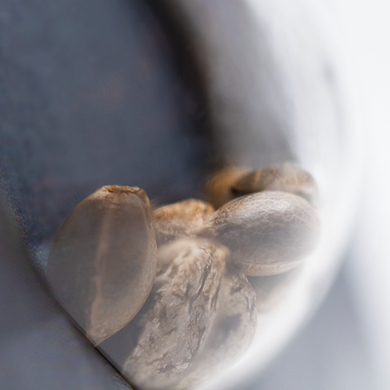 Shiva Skunk Autoflower von Sensi Seeds – Pflanze