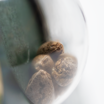 Skunk Kush feminisiert von Sensi Seeds – Pflanze