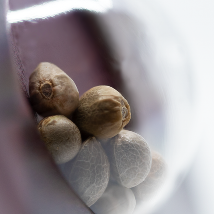 Silver Haze feminisiert von Sensi Seeds – Pflanze