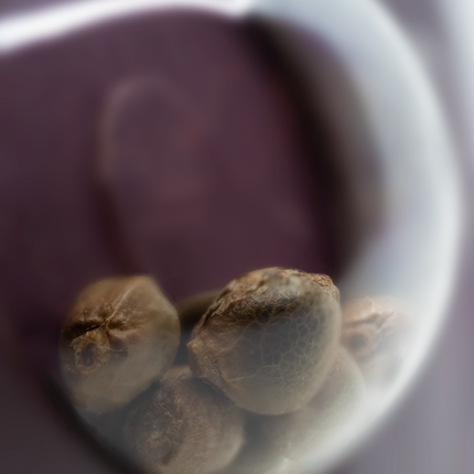 Big Bud feminisiert von Sensi Seeds – Pflanze